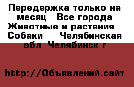 Передержка только на месяц - Все города Животные и растения » Собаки   . Челябинская обл.,Челябинск г.